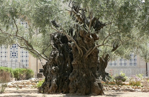 Hof van Getsemane