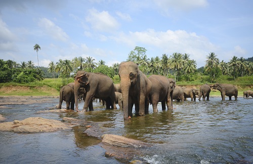 Pinnawala olifant, Sri Lanka