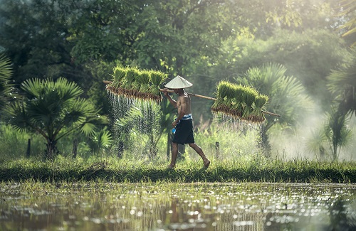 Landbouw in Thailand
